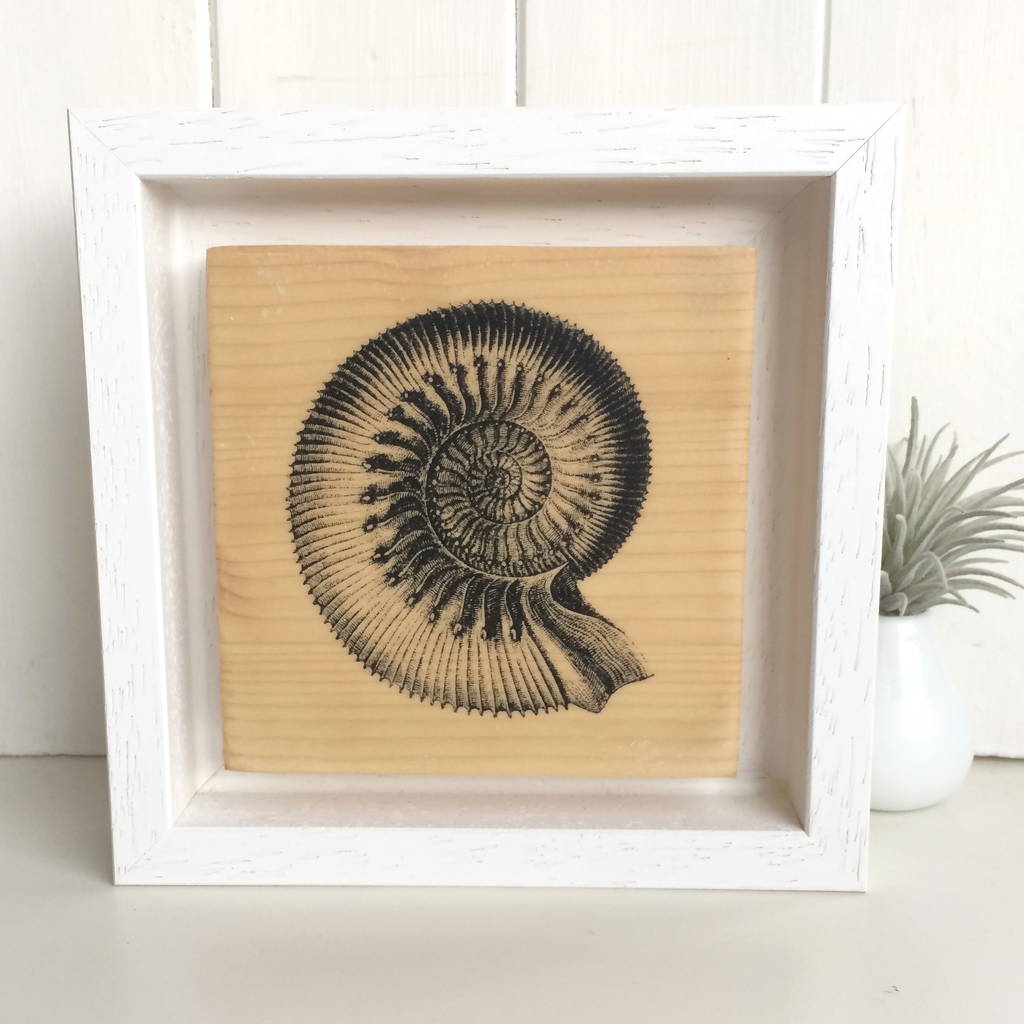 1024x1024 ammonite fossil printed on wood - Ammonite Drawing