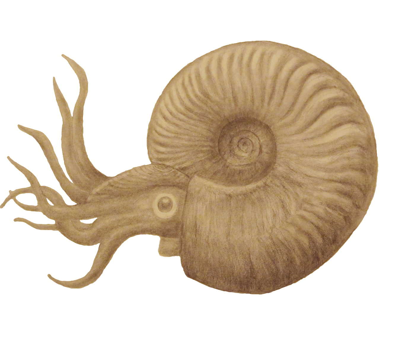 Ammonite Drawing at Explore collection of Ammonite