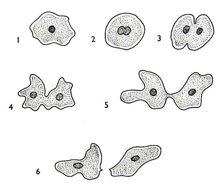 730x630 biological drawings amoeba reproduction biology teaching - Amoeba Drawing