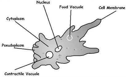409x250 labeled amoeba diagram - Amoeba Drawing