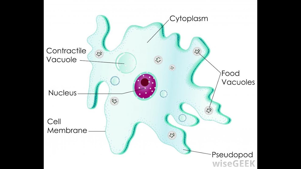 1280x720 amoeba diagram - Amoeba Drawing
