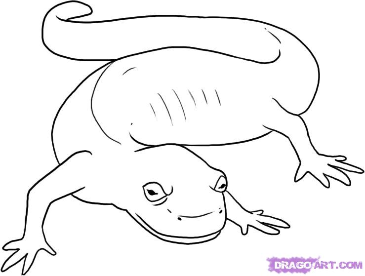739x559 draw a salamander, step - Amphibians Drawing