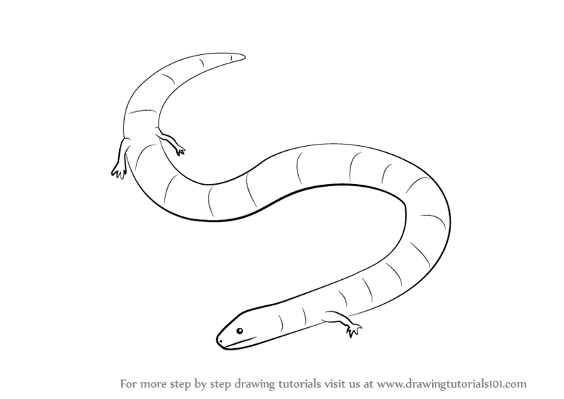 800x566 Learn How To Draw A Caecilian - Amphibians Drawing