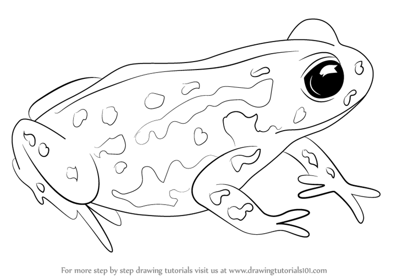800x566 Learn How To Draw A Cape Mountain Toad - Amphibians Drawing