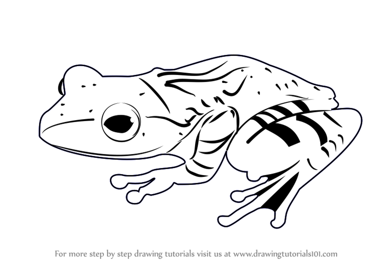 800x565 Learn How To Draw A Frog - Amphibians Drawing