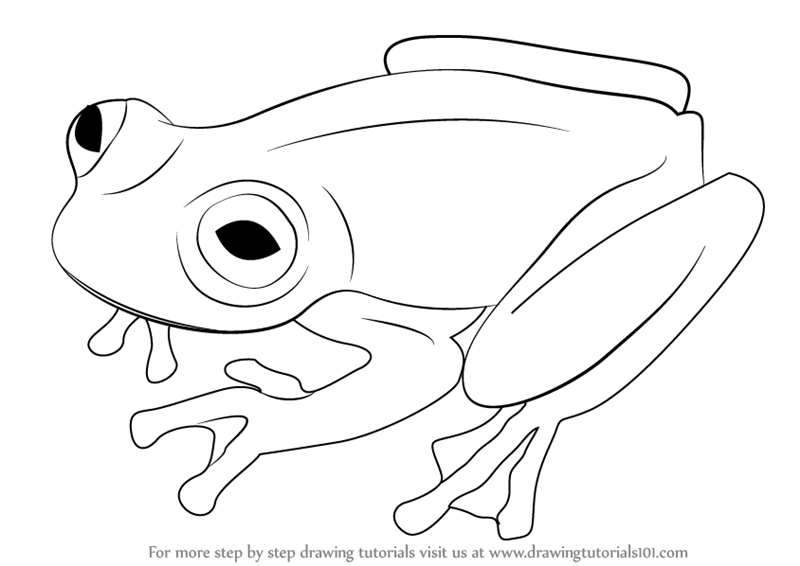 800x566 Learn How To Draw A Glass Frog - Amphibians Drawing