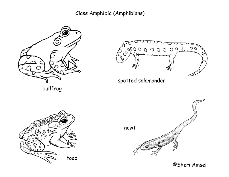 Земноводные животные 1 класс. Многообразие земноводных. Amphibians примеры. Земноводные звери названия. Земноводные на английском языке.