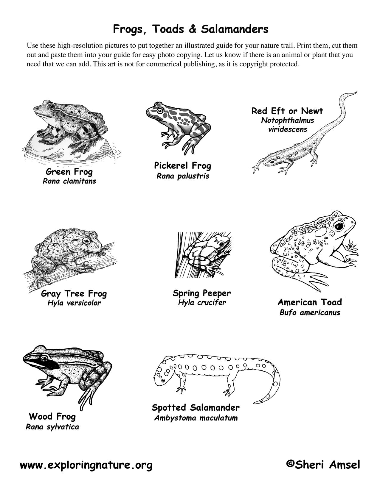 1275x1650 Amphibians - Amphibians Drawing