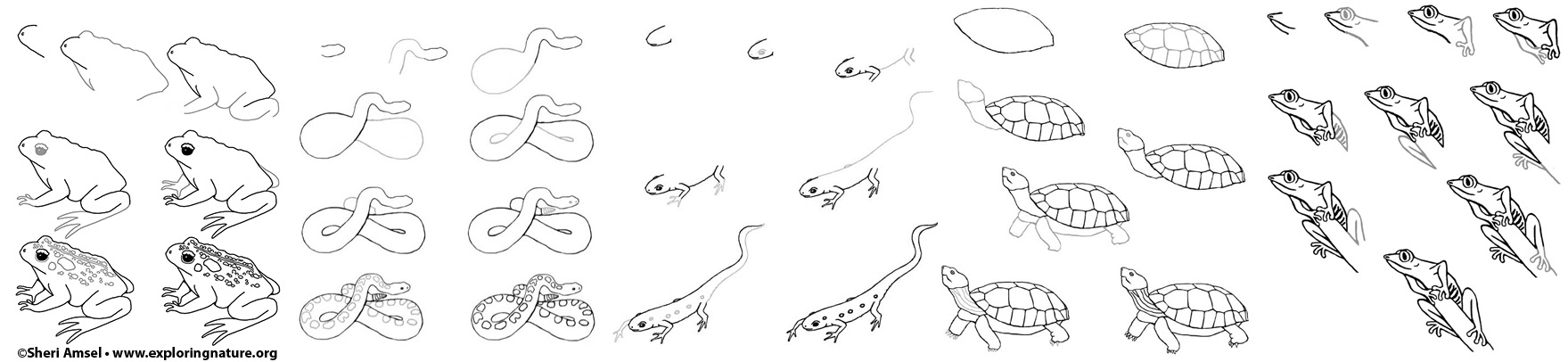 1759x406 amphibians and reptiles drawing - Amphibians Drawing