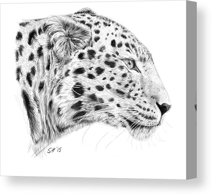 Amur Leopard Drawing at PaintingValley.com | Explore collection of Amur ...