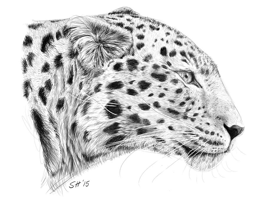 Amur Leopard Drawing at Explore collection of Amur