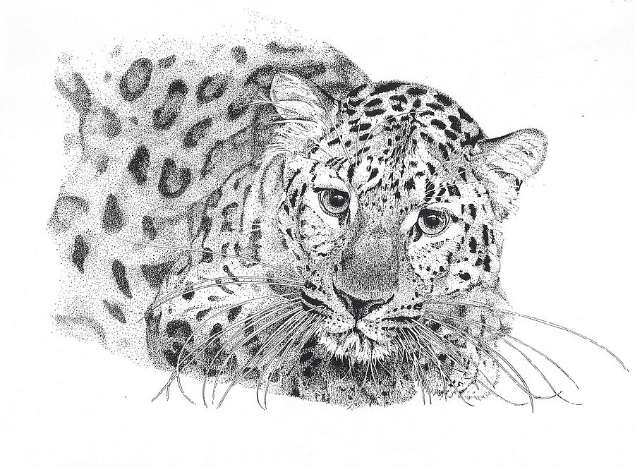 900x662 Amur Leopard Drawing - Amur Leopard Drawing
