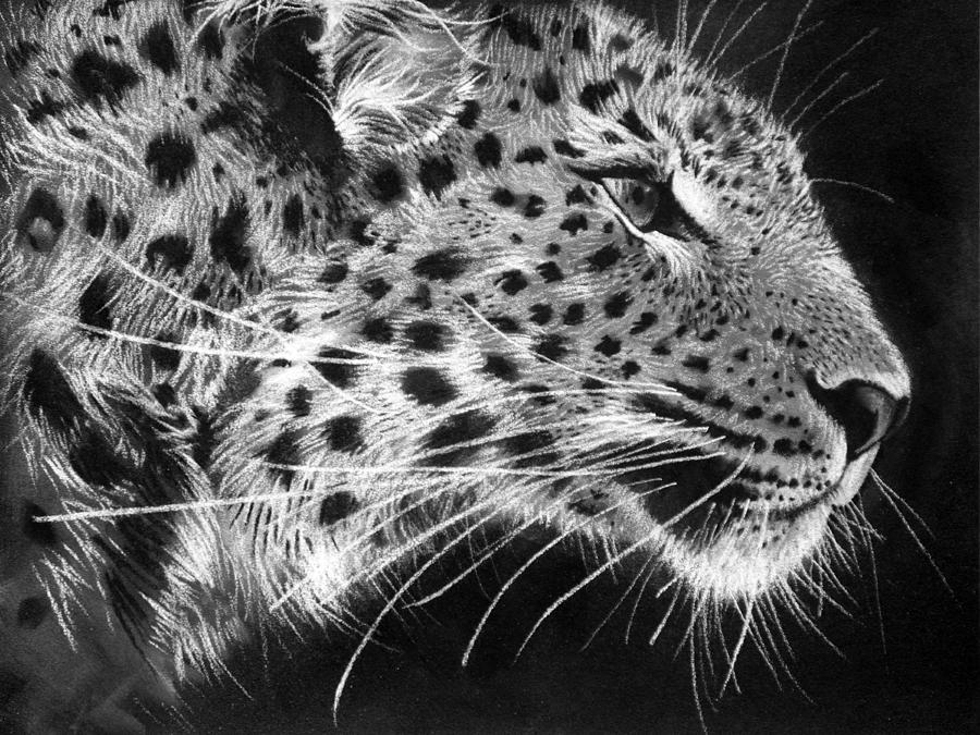 Amur Leopard Drawing at PaintingValley.com | Explore collection of Amur ...