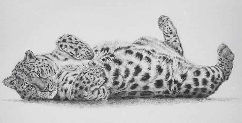 800x407 Fur In The Paint Amur Leopard Finished - Amur Leopard Drawing