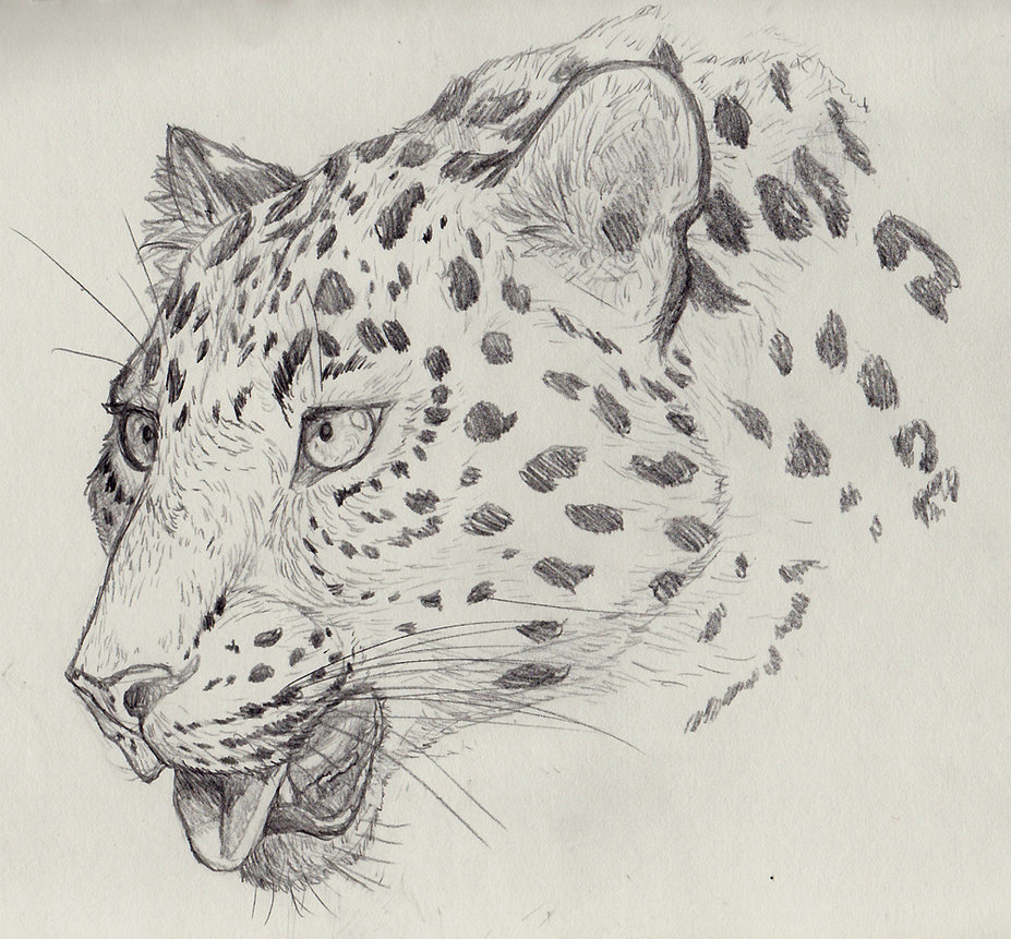 927x861 How To Draw An Amur Leopard - Amur Leopard Drawing