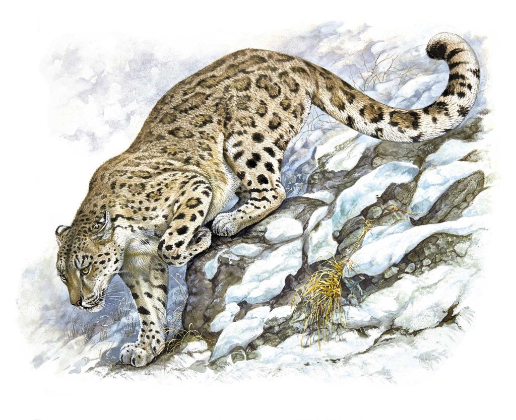 1024x834 Robert Dallet Amur Leopard Artful Cats Big Cats Art, Animal - Amur Leopard Drawing