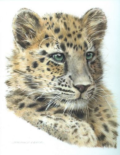 389x500 Sherry Egger Drawing Pencil Realistic Leopard Cub, Amur - Amur Leopard Drawing