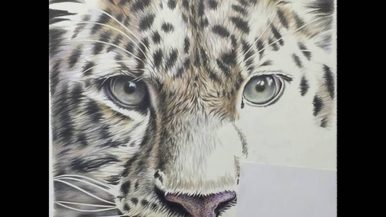 1280x720 Time Lapse Of Amur Leopard Drawing - Amur Leopard Drawing