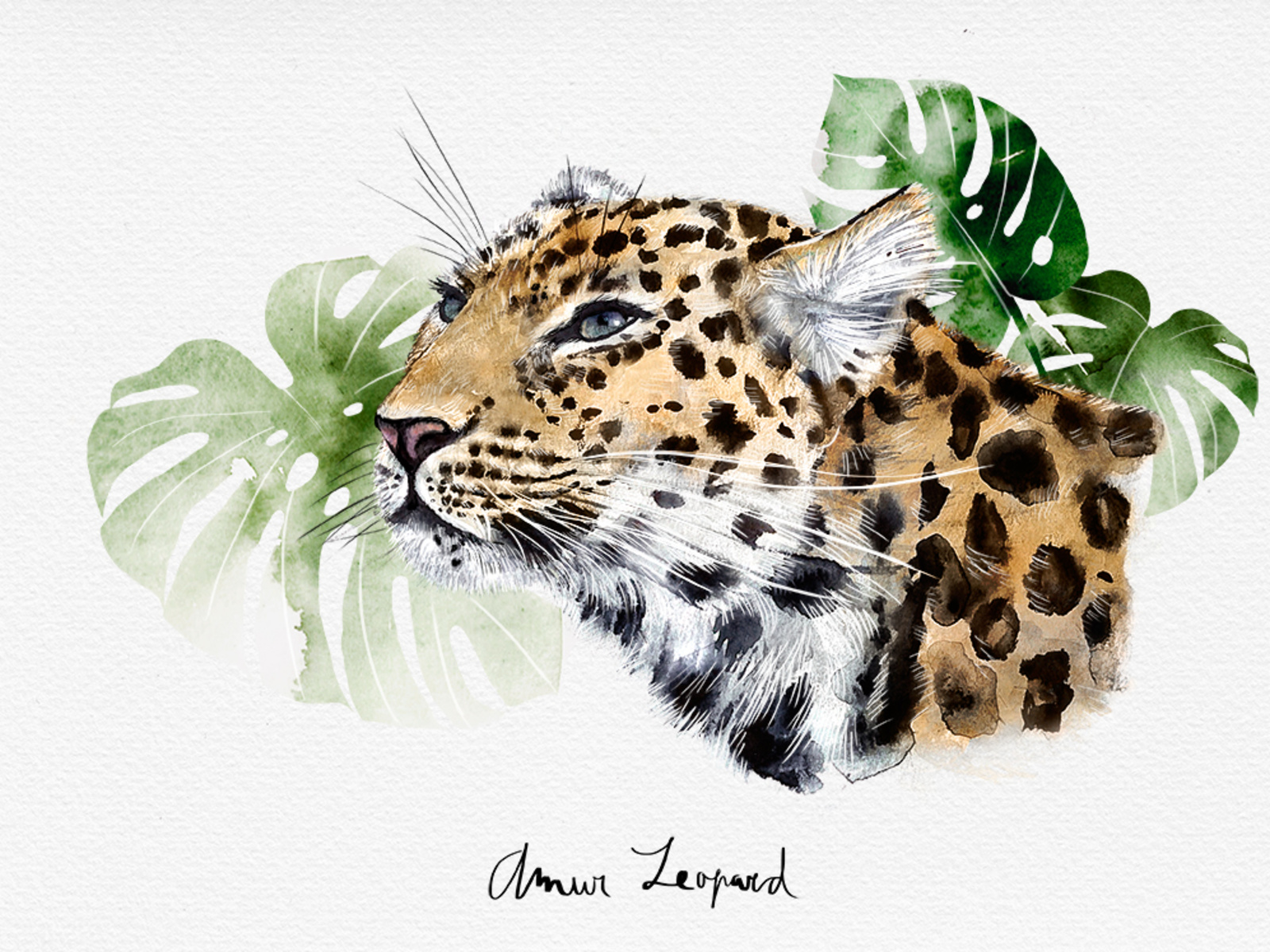Amur Leopard Drawing at Explore collection of Amur
