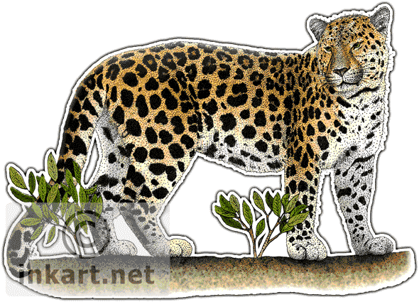 590x425 Wildlife Art Endangered Animals - Amur Leopard Drawing