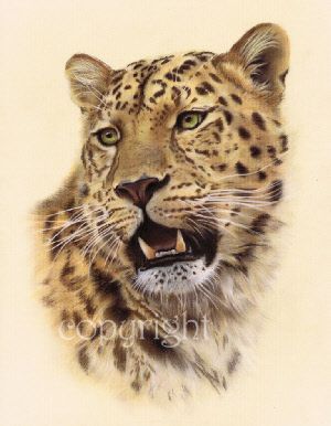 300x386 Wildlife Painting - Amur Leopard Drawing