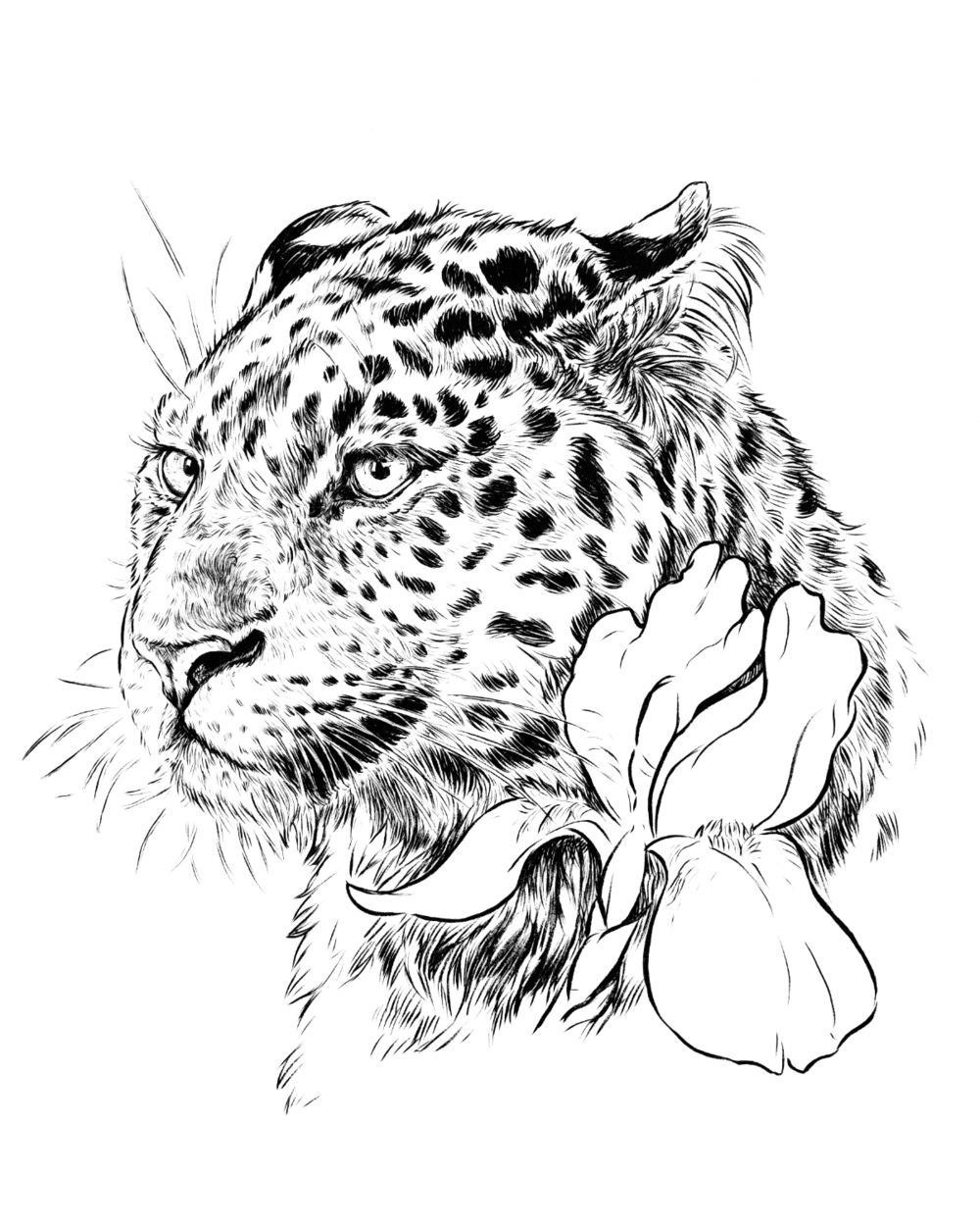 Amur Leopard Drawing at Explore collection of Amur