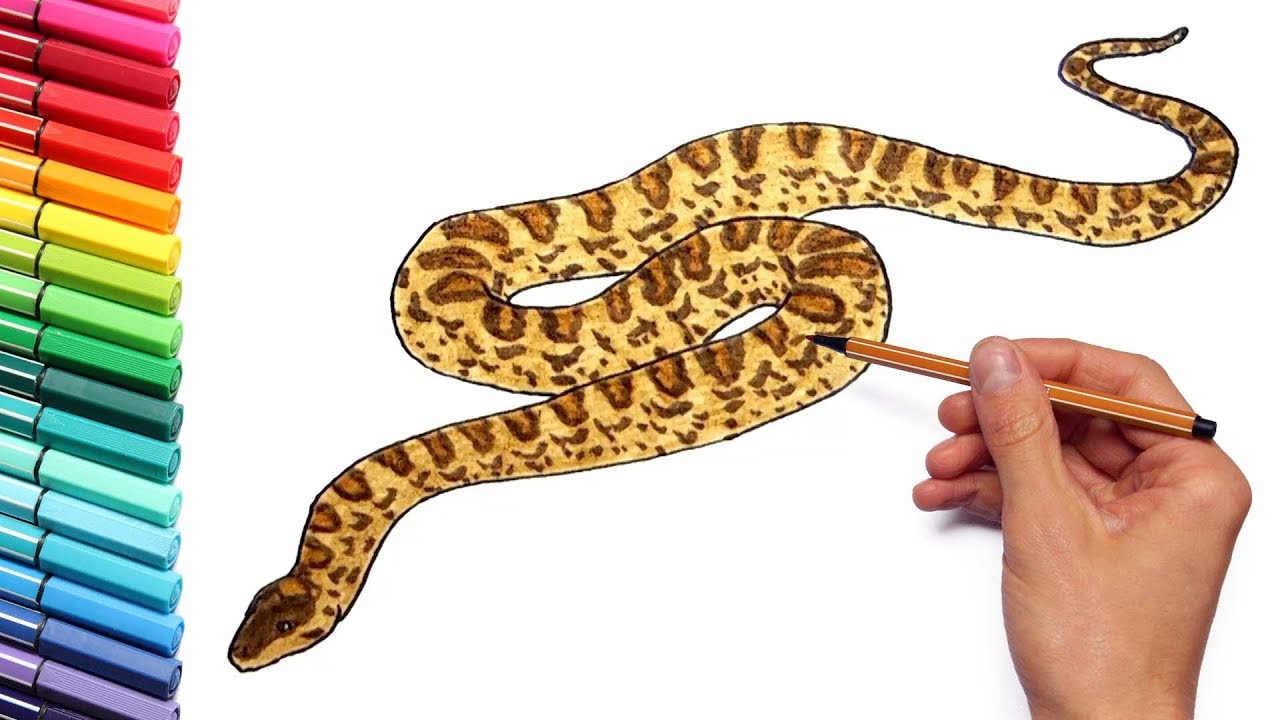 1280x720 Anaconda Giant Snake Drawing And Coloring Pages For Kids - Anaconda Drawing