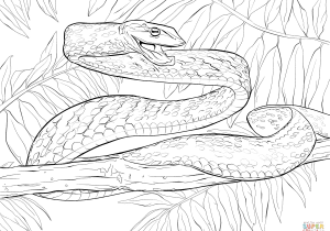 300x210 Anaconda Snake Drawing Anaconda Drawing At Getdrawings Free - Anaconda Drawing