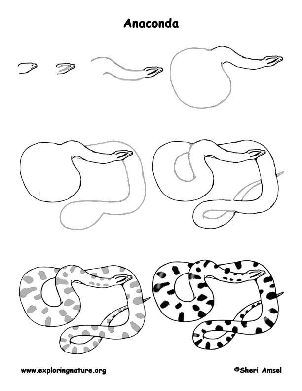612x792 anaconda drawing lesson would be fun to fill with patterns - Anacon...