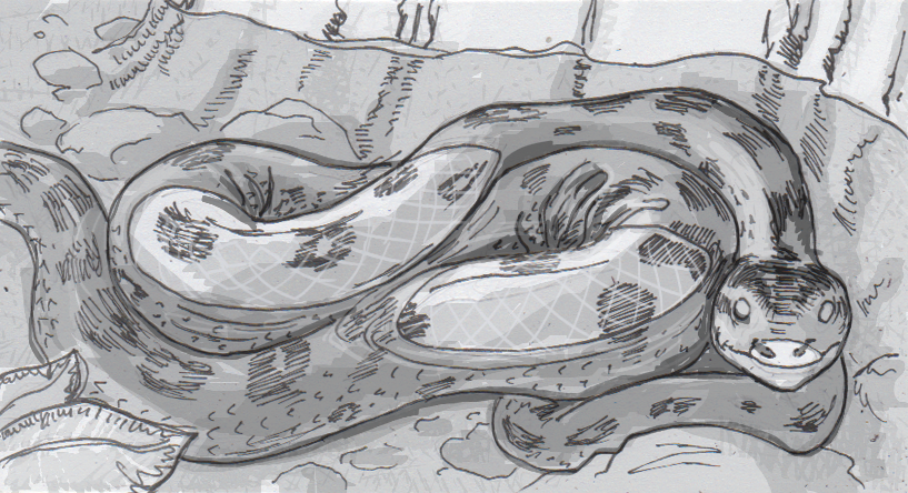 817x444 deciphering the fluctuating differences between pythons and boas - Anaconda Drawing