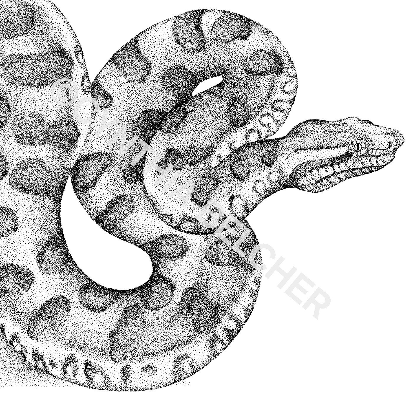 Anaconda Drawing at Explore collection of Anaconda