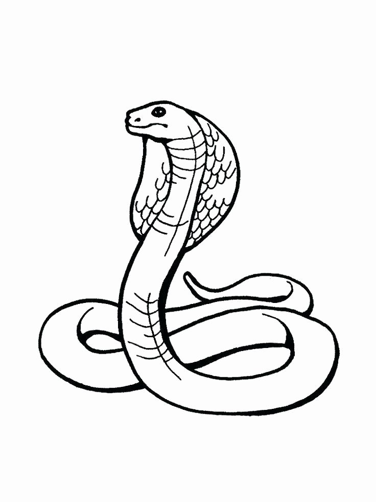 736x981 Snake Coloring Pages Fresh Free Snake Coloring Pages Anaconda - Anaconda Drawing