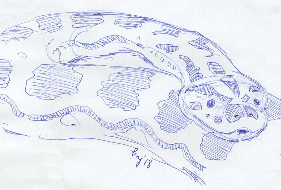 900x608 Anaconda Drawing Drawing - Anaconda Drawing