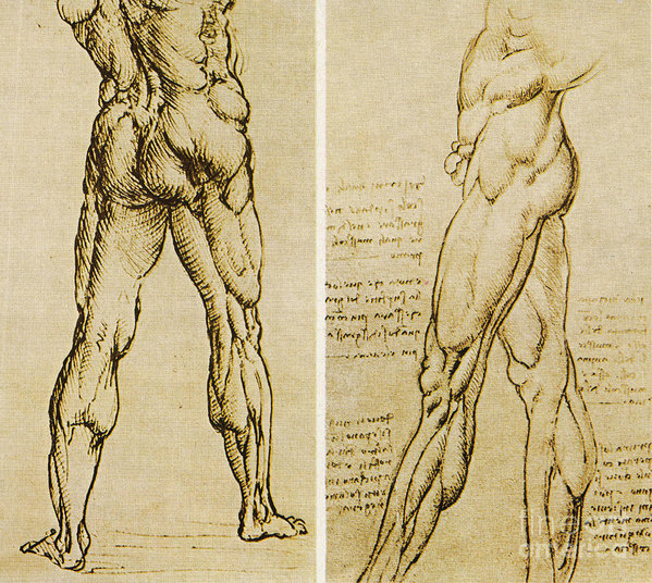 599x536 Da Vinci Anatomical Drawings Art Print - Anatomical Drawings