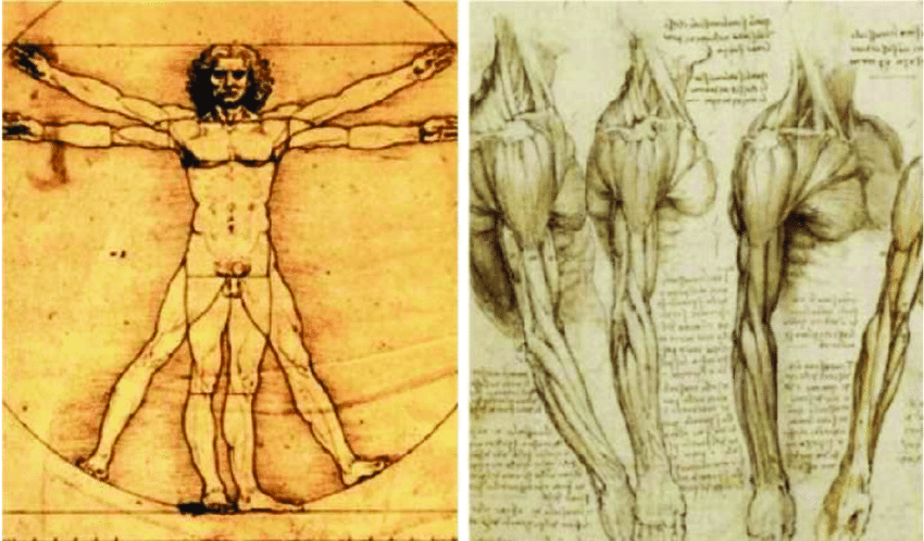 850x498 Drawings - Anatomical Drawings