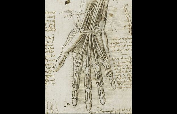 624x400 Exhibition Reveals Accuracy Of Leonardo's Anatomical Drawings - Anatomical Drawings