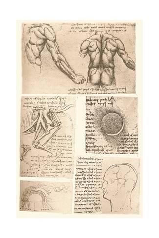 325x488 Four Anatomical Drawings - Anatomical Drawings