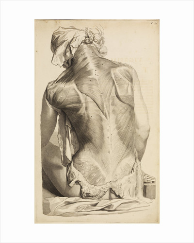 400x500 Science And Anatomy Prints And Drawings - Anatomical Drawings