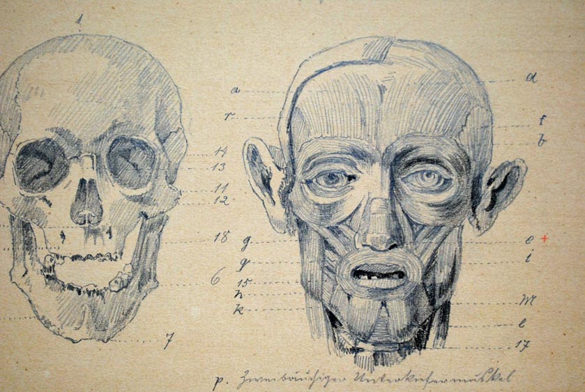 839x562 Anatomical Drawings This Handcrafted Life - Anatomical Drawings