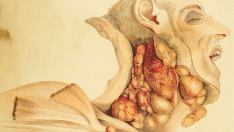 800x450 Amazing Anatomical Drawings From Centuries Ago - Anatomical Drawings