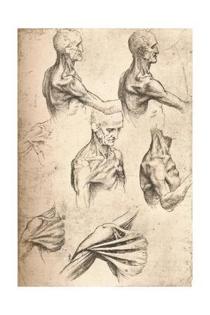 300x450 Anatomical Drawing - Anatomical Drawings
