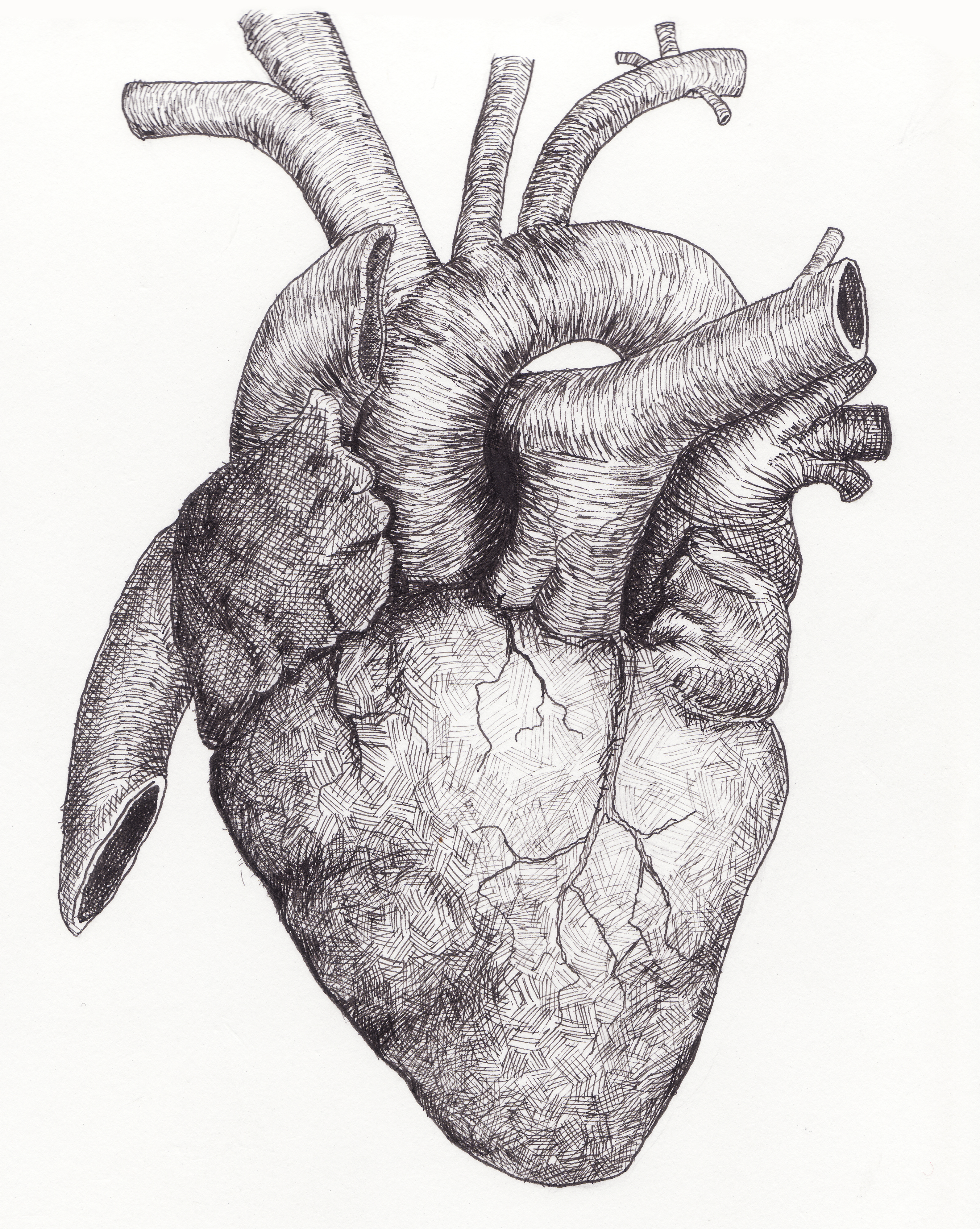Anatomical Heart Drawing At Paintingvalley Com Explore Collection Of Anatomical Heart Drawing
