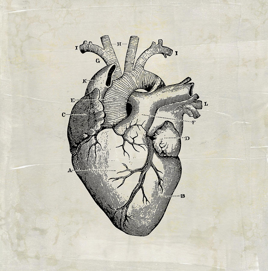 Anatomical Drawing Of A Heart