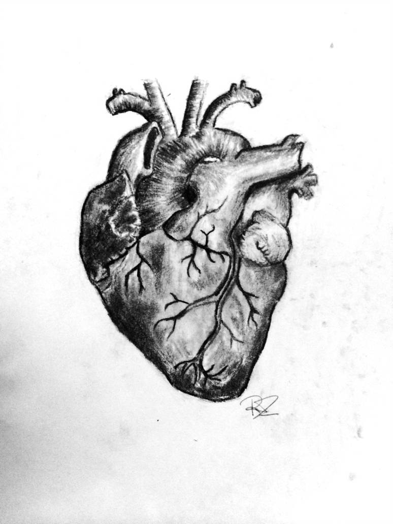 Anatomical Heart Drawing at PaintingValley.com | Explore collection of ...