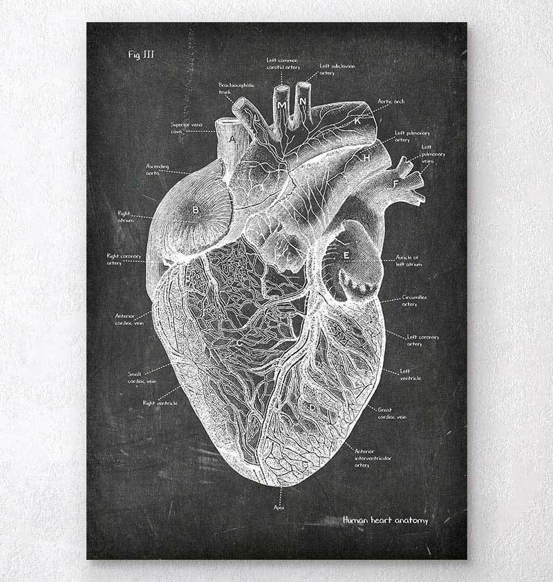 800x842 Anatomical Heart Drawing On Chalkboard Texture - Anatomical Heart Drawing
