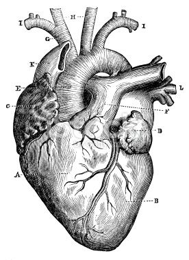 276x380 Antique Medical Scientific Illustration High Resolution Heart - Anatomical Heart Drawing