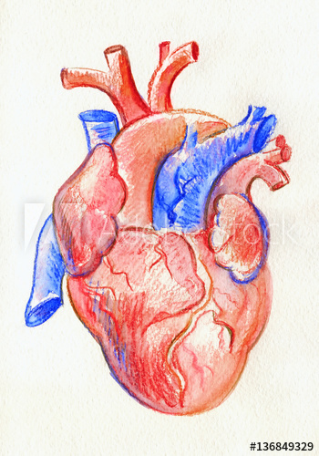 350x500 Hand Drawing Sketch Anatomical Heart Colored Watercolor Pencil - Anatomical Heart Drawing