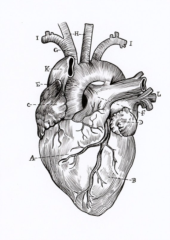 570x805 Print Anatomical Heart Diagram Etsy - Anatomical Heart Drawing