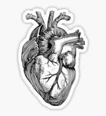 210x230 Anatomic Heart Drawing Stickers Redbubble - Anatomical Heart Drawing