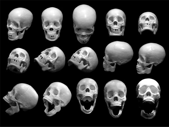 540x407 Drawing Anatomy Skull Proportions - Anatomical Skull Drawing